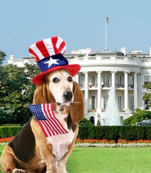 American Kennel Club Offers Suggestions for Obama’s New “Number Two”