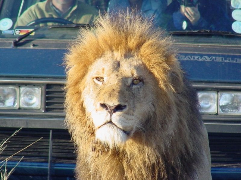 Top Ten Wildlife Safaris in the World