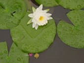 Health and Beauty Come Full Circle: Chado-En Brings Full Benefit of Japanese Green Tea to Spas
