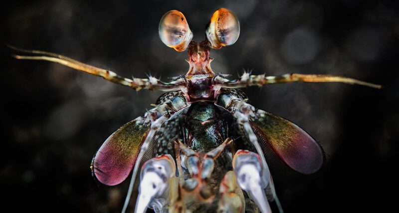 How does Shrimp survive? NU knows!