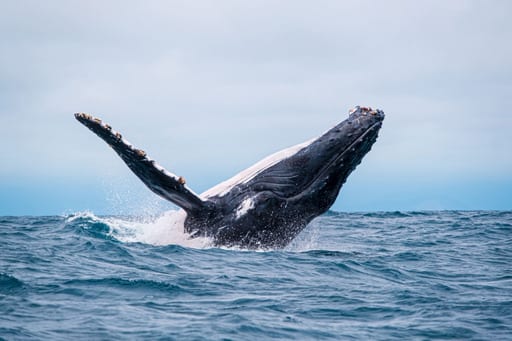INAUGURAL SAILINGS – KONTIKI EXPEDITIONS
